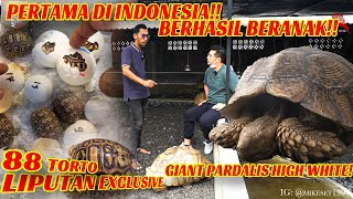 PERTAMA DI INDONESIA! KURA GIANT PARDALIS BERANAK! RATUSAN TELUR!!