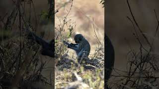 A variety of animals at Kruger National Park, South Africa.