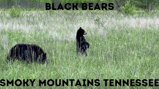 Black Bears, Cades Cove