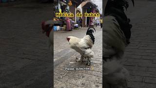 Médina de Rabat #rooster #roosters #roostersound #roostersoftheworld #rabatcity #rabatmedina #medina