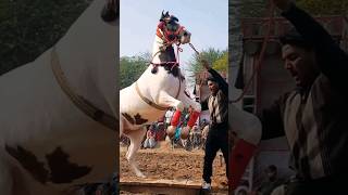 Jab tak hai jaan #shortsvideo #stallion #horse #tranding #horselover #shortsfeed #shorts