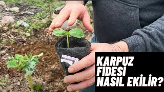 Karpuz fidesi nasıl ekilir, dikkat edilmesi gereken püf noktaları