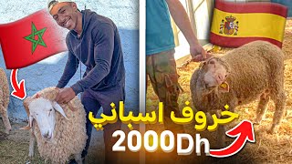 واخيرا لقيت حولي اسباني🇪🇸 بأرخص ثمن🤑 وغادي نشريه  ان شاء الله🥺