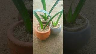 growing snake plant from cuttings😱!! 💯% SUCCESS 😍!! #snakeplant #naturediscuss #youtubeshorts