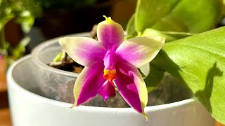 Phalaenopsis tetraspis x violacea Magenta Wu