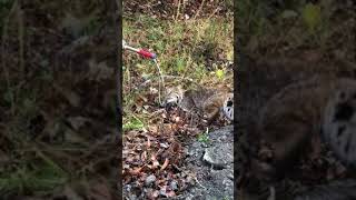 Bobcat Release