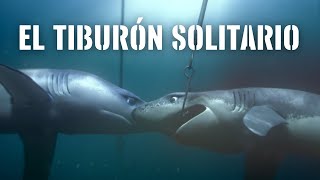 El tiburón solitario