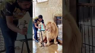 MOST DANGEROUS ⚡ LOIN ALONE IN CAGE 😱😱🐯 #tiger #lion #love #nature #jungle #tigerbaby