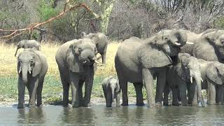 Safari in Southern Africa