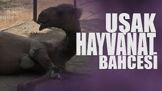 Uşak Hayvanat Bahcesi