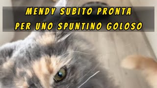 😺Mendy subito pronta per uno spuntino goloso 😹🐈‍⬛😻🐈 #mainecoon #mainecoonlife  #shorts