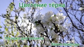 Цветение тёрна. Звуки природы. Музыка для релакса, отдыха, сна, медитации. Пение птиц.