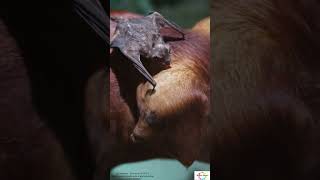 Unveiling Bats Astonishing Facts with 15 Unknown facts #shorts #shortsfeed #facts #sciencefacts