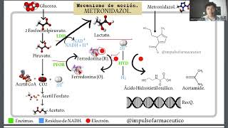 | METRONIDAZOL | mecanismo de acción |