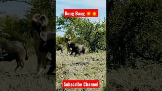 Lion gang bang by Buffalo's #youtube #animals #viral #shortsfeed #shorts