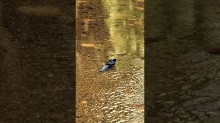 RAVEN Bathing in water 🤩 #shorts #birds #animals #trending #ravens #jungel