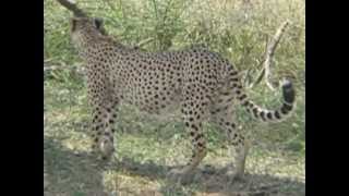 Cheetahs 3 Serengeti