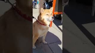 cute shiba#shorts #cute #cutebaby #youtube #best