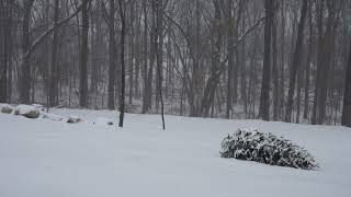 Fall Asleep Fast with Snow on a Forgotten Christmas Tree