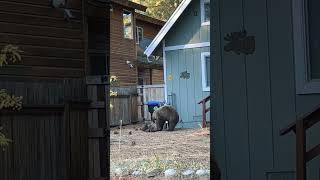 Mother Bear and Cub Play in Tahoe Neighborhood