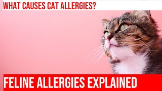 Exploring Feline Allergies: Causes, Symptoms & Treatment