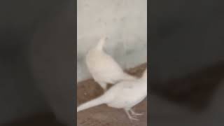 White pheasant breeding | Rare pheasant