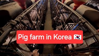 My work at Pig Farm in Korea 🇰🇷