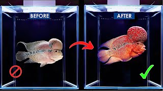 How to Care for Flowerhorn Fish: Complete Guide  #flowerhorn