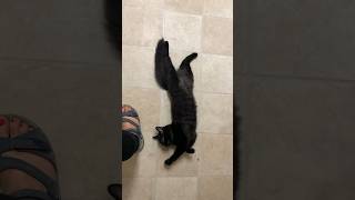 Главное, кот ласково встречает! #catvideos #kitty #catshorts #catsofyoutube #kittycatvideosfunny