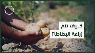 كيف تتم زراعة البطاطا؟