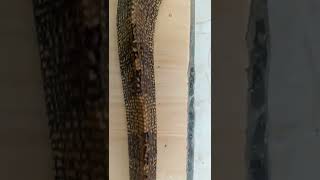 biawak super gede !!