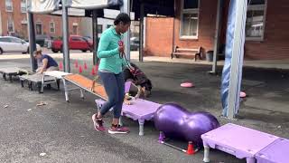 Urban Agility - Freyja Great Dane epic leap