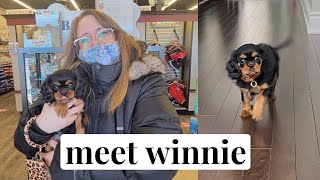 Meet Winnie! 🐶📚 Gaining a Dog and Losing a Kobo VLOG