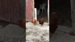 Let us out #chicken #chickens #chickendance #hen #henslover #chicks #chickshatching #chicksfirstday