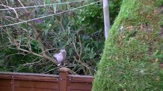 white squirrel uk 07/09/2023