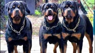 Rottweiler atacando Assaltantes | Todo o Poder do Rottweiler