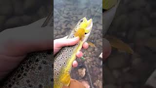 Good sized Rainbow, Tiger, and Brownies. #shorts #subscribe #fish #fishing #rainbowtrout #browntrout