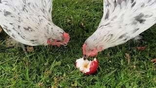 Apple Treats for Chickens