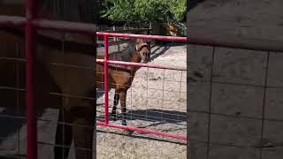 Horses in Sebastian Florida