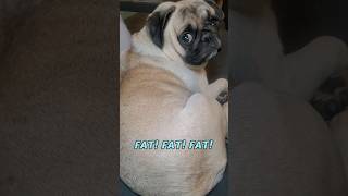 don't say me fat 🥺 #dog #pug #funny #shorts