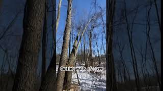 Creating walls of security cover on a client property. Improve your Deer Habitat now!