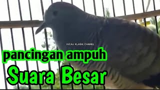 pancingan ampuh perkutut gacor suara besar