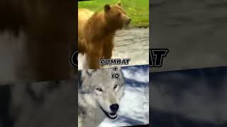 Bear VS Wolf #bear #wolf #battle #VS