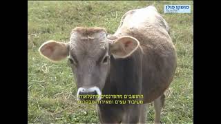 גאורגיה - בקוריאני - עם מושקו פולו - moshcopolo.co.il