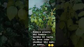 2 din pani nahi mill paya, tulsi ka podha bilkul sukh gya,@Nature_e2v #tulsi #plants #subscribe#