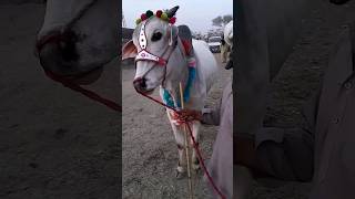 Beautiful Animals | Eid Janwar |#pakistan #eidanimal #eidqurban2024 #animals #janwar #mandi #shorts