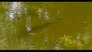 Early pre spawn bass fishing