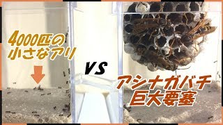 蟻戦争Ⅲ＃49 キアシナガバチの巨大要塞vs4000匹のケアリ～共生か戦争か～【後編】編～Giant Beehive vs 4000 ants～