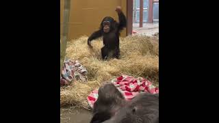 Reminding Everyone You Are A Big Chimp