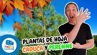 QUÉ SON LAS HOJAS CADUCA Y PERENNES 🌿🍁| APRENDE SOBRE LA NATURALEZA | Happy Learning #caduca #hojas